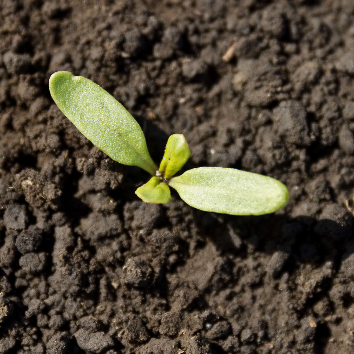 Seed Treatment